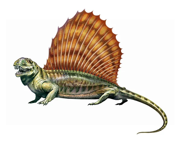 Dimetrodon Realistic Drawing Predator Family Sphenacodontidae Illustration Encyclopedia Permian Period — Stock Photo, Image