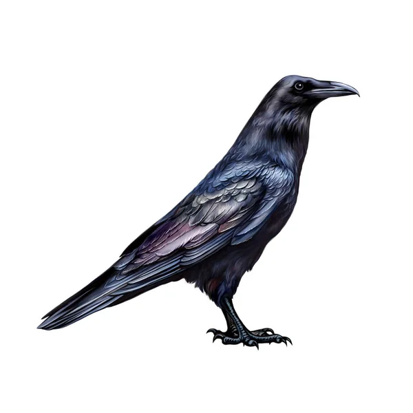 Raven Corvus Corax Realistic Illustration Bird Encyclopedia Isolated White Background — Stock Photo, Image