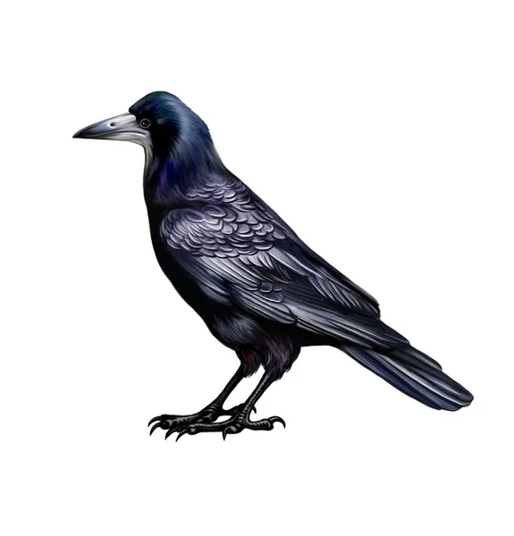 Rook Corvus Frugilegus Realistic Drawing Illustration Encyclopedia Isolated Character White — Stock Photo, Image