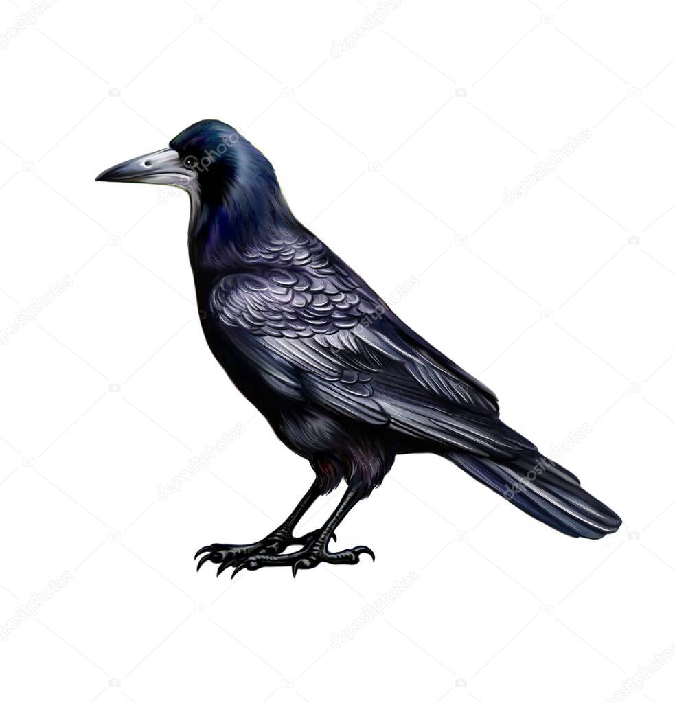 Rook (Corvus frugilegus), realistic drawing, illustration for encyclopedia, isolated character on white background