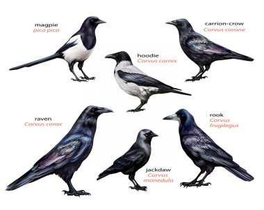 Corvids ailesi, karşılaştırma için kuş koleksiyonu: Kuzgun, kale, saksağan, siyah karga, gri karga ve karga, gerçekçi çizim, beyaz arka planda izole edilmiş kuş ansiklopedisi çizimi