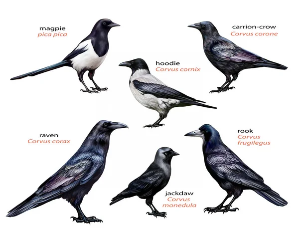 Family Corvids Collection Birds Comparison Raven Rook Magpie Black Crow — Stock Photo, Image