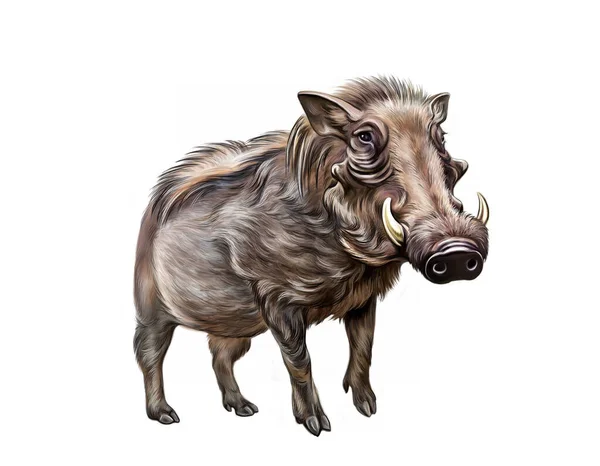 Africano Comum Warthog Abissínio Phacochoerus Africanus Desenho Realista Ilustração Para — Fotografia de Stock
