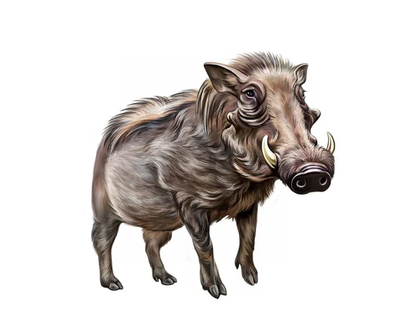 Afrikkalainen Yhteinen Warthog Abessinian Phacochoerus Africanus Realistinen Piirustus Kuvitus Tietosanakirja — kuvapankkivalokuva