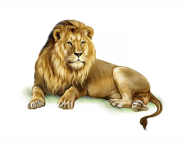 Μεγαλοπρεπές Λιοντάρι Στο Γρασίδι Ρεαλιστικό Σχέδιο Εικονογράφηση Για Την Εγκυκλοπαίδεια — Φωτογραφία Αρχείου