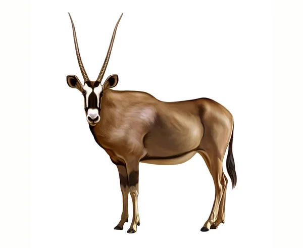 Oryx Gazella Realistic Drawing Illustration Encyclopedia Savannah Desert Africa Isolated — Stock Photo, Image