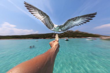 Martı uçuyor, bir insanın elinde tutulan yiyeceğe doğru koşuyor. Mavi gökyüzü olan deniz arkaplanı.