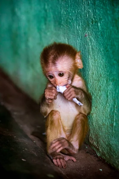 Одинока Мавпочка Згорнутим Папером Позиції Яка Збуджує Ніжність Макаки Боннети — стокове фото