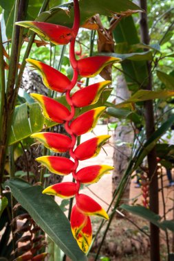 Heliconia rostrata (