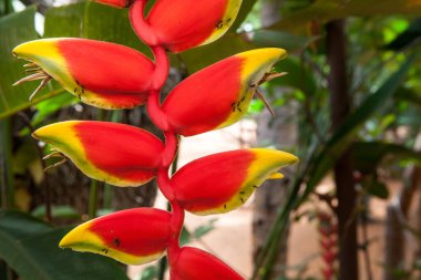 Heliconia rostrata (