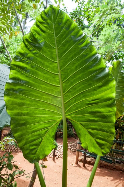 Xanthosoma Elefantenohr Grünes Riesenblatt Xanthosoma Ist Eine Pflanzengattung Aus Der — Stockfoto