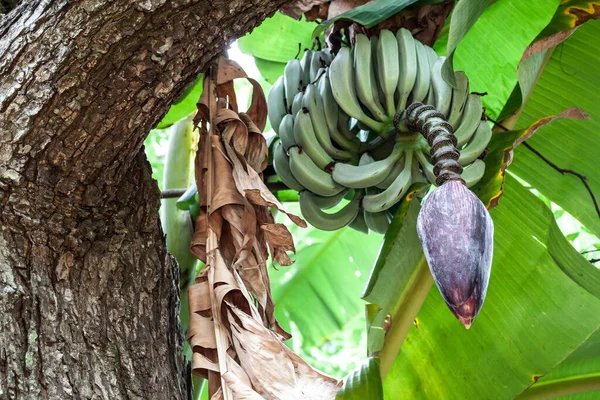 Bananowy Roślina Bananowa Owocami Kwiatami Banda Bananów Wiszących Drzewie — Zdjęcie stockowe