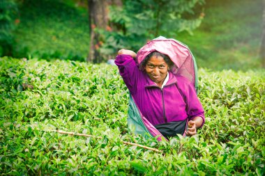 Nuwara Eliya, Sri Lanka. 25 Temmuz 2016: Sri Lanka çay tarlasında çalışan kadın. Nuwara Eliya 'dan bir kadın Sri Lanka' daki bir çiftlikte çay yaprağı topluyor..