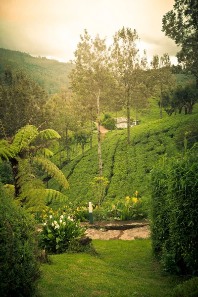 Plantação Chá Colinas Com Grama Árvores Panorama Natural Sri Lanka — Fotografia de Stock