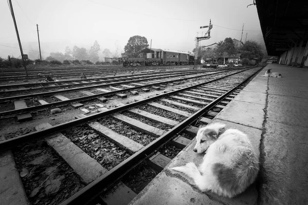 A dog is resting on the ground next to the tracks of a train station. Black and white. Sky with fog.