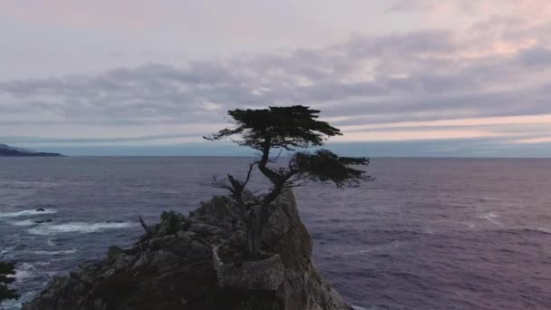 Günbatımında Monterey yakınlarında yalnız Cypress. Kaliforniya, Usa. Hava Görünümü — Stok video