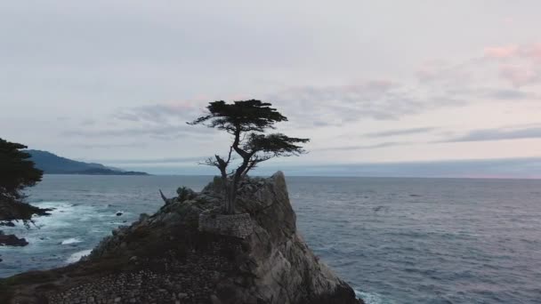 Eenzame Cypress bij Monterey. Californië, Usa. Luchtzicht — Stockvideo