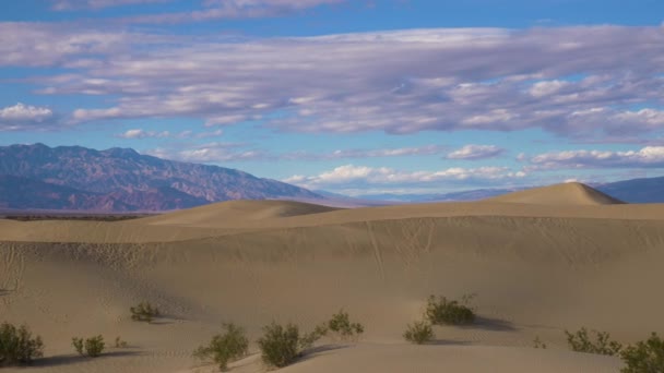 Mesquite Düz Kum tepeleri güneşli bir günde. Death Valley Ulusal Parkı. Kaliforniya, Usa — Stok video