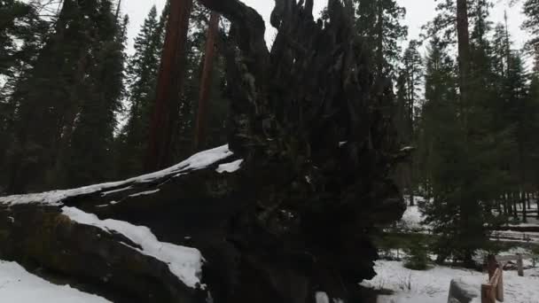 YOSEMITE NATIONAL PARK, USA - DECEMBER 9, 2019: Fallna monarksträdet i Mariposa Grove. Kalifornien, USA — Stockvideo