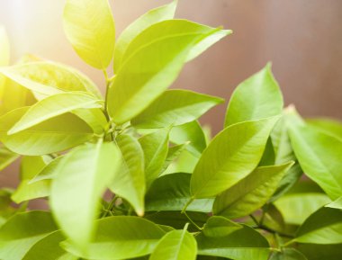 tangerine tree without fruits