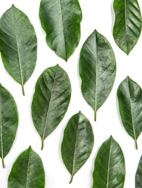 Beyaz arka plan üzerinde izole nefesi ağacının yaprakları. Tropikal bitki yeşil yaprak yay zaman afiş