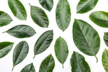 Beyaz arka plan üzerinde izole nefesi ağacının yaprakları. Tropikal bitki yeşil yaprak yay zaman afiş