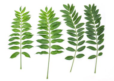 Beyaz arka plan üzerinde izole yaprakları. Tropikal bitki yeşil yaprak yay saat