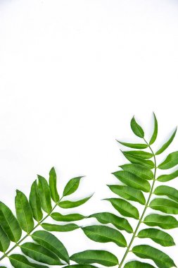 Beyaz arka plan üzerinde izole yaprakları. Tropikal bitki yeşil yaprak yay saat