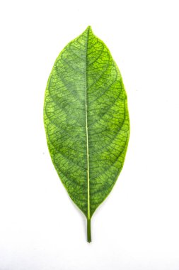 Beyaz arka plan üzerinde izole nefesi ağacının bir yeşil yaprak