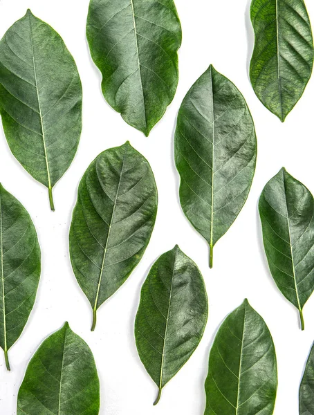 Beyaz arka plan üzerinde izole nefesi ağacının yaprakları. Tropikal bitki yeşil yaprak yay zaman afiş