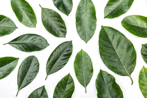 Beyaz arka plan üzerinde izole nefesi ağacının yaprakları. Tropikal bitki yeşil yaprak yay zaman afiş