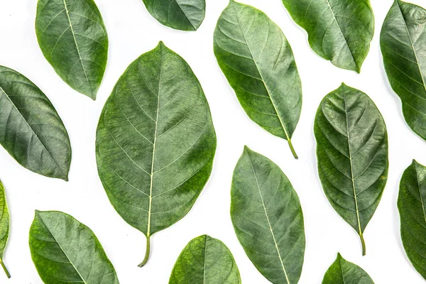 Beyaz arka plan üzerinde izole nefesi ağacının yaprakları. Tropikal bitki yeşil yaprak yay zaman afiş
