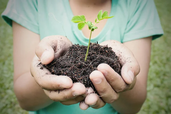 Duas Mãos Segurando Cuidando Jovem Planta Verde Close — Fotografia de Stock