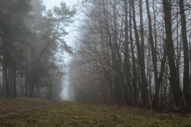 Puslu bir ormandaki giden yol