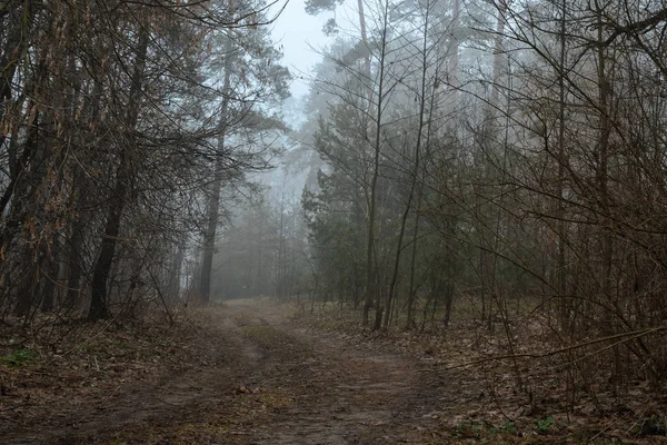 Kimenő road, ködös erdő — Stock Fotó