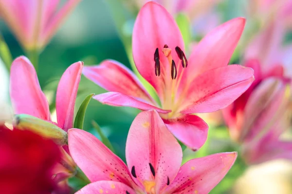 Яркие красивые летние цветы — стоковое фото