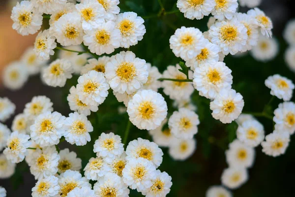 Florecimiento. Manzanilla. Flores de manzanilla. Tratamiento natural a base de hierbas . — Foto de Stock