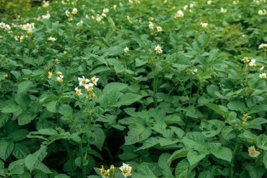 Patates çalısı beyaz çiçeklerle çiçek açıyor.