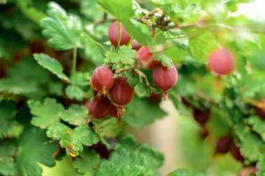 Bahçede olgun böğürtlenli Bektaşi üzümü dalı