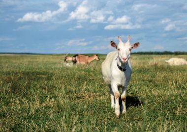 Bir keçi bir çayırda grazes