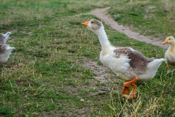 Geese family on grass — Stock Photo, Image