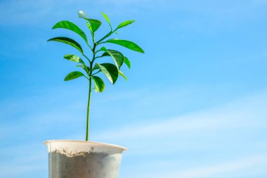 Gökyüzü arka plan üzerine mandalina ağacı