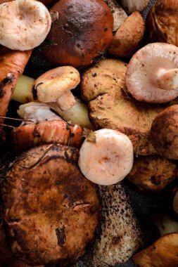 arka plan olarak birçok farklı mantar