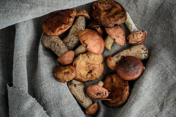 mantar gri bir arka plan üzerinde bir sürü