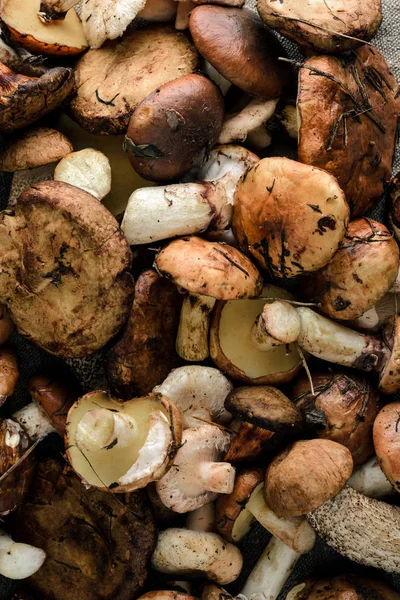 arka plan olarak birçok farklı mantar