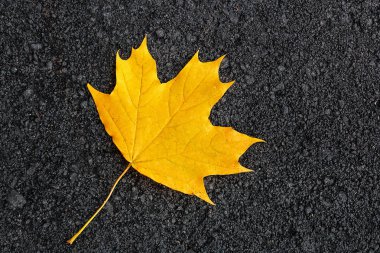 karanlık bir arka plan üzerinde akçaağaç yaprağı