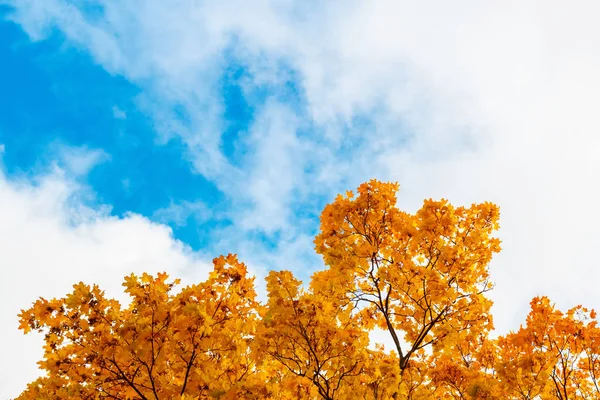 Autumn listowie przeciw błękitne niebo. Ramka — Zdjęcie stockowe