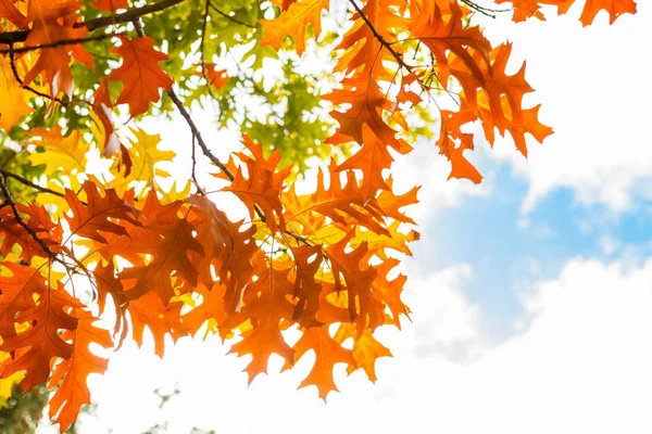 Jesienne liście przed błękitnym niebem — Zdjęcie stockowe