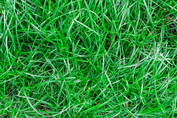 Tekstura Trawa Zielona Bez Szwu Wymiar Backgroundhorizontal Bez Szwu — Zdjęcie stockowe