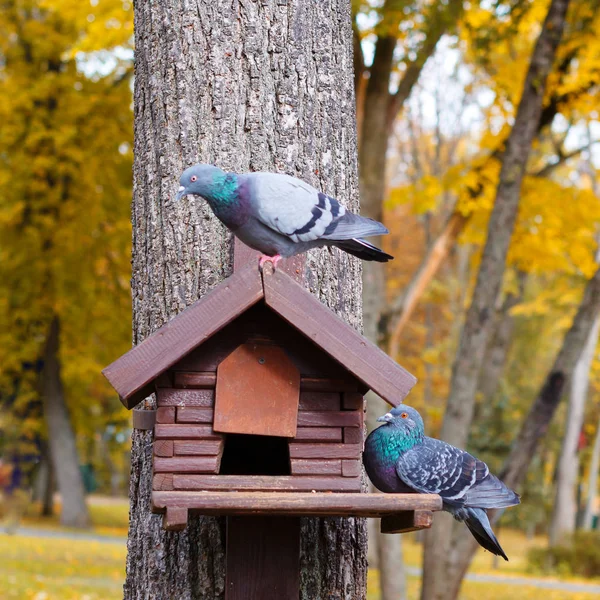A house for birds or a squirrel on a tree. Birds in a birdhouse. An empty house for birds in the forest